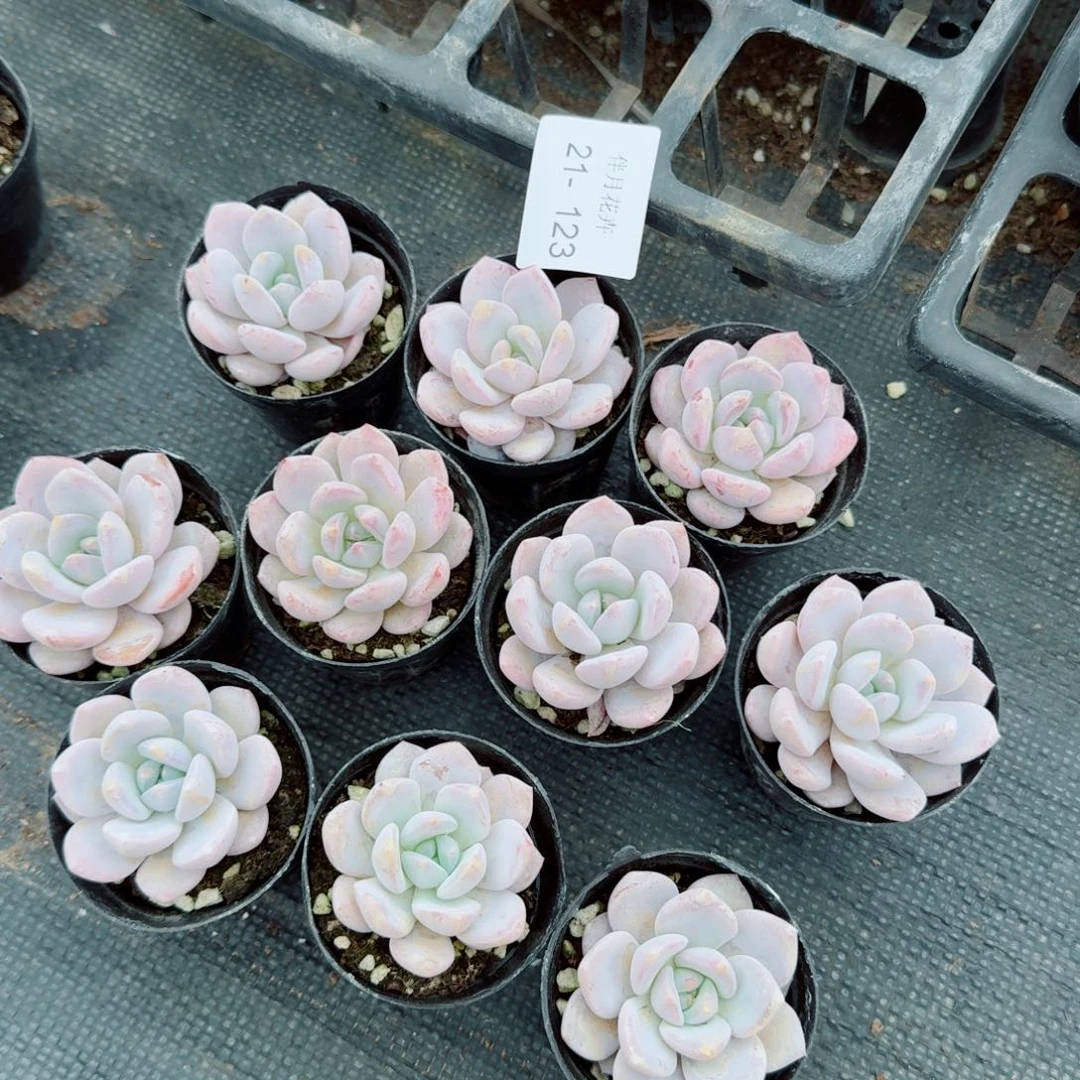 奶盖十棵量拍21-123