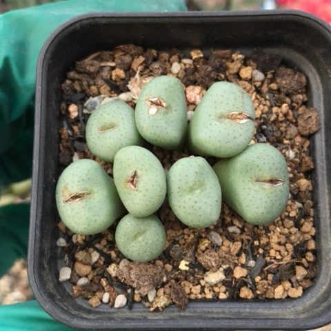 多肉肉锥 金台玉