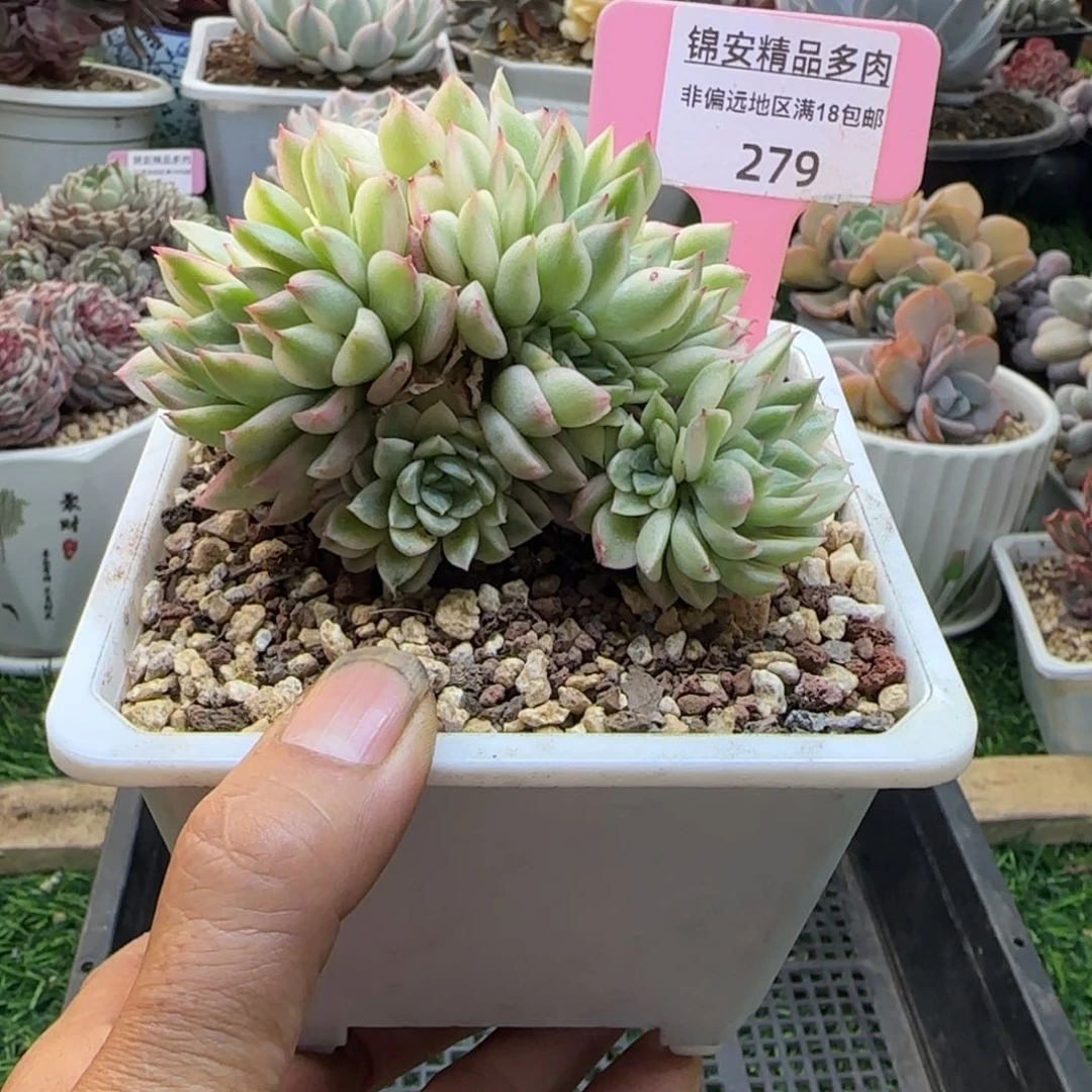 锦安精品多肉植物279