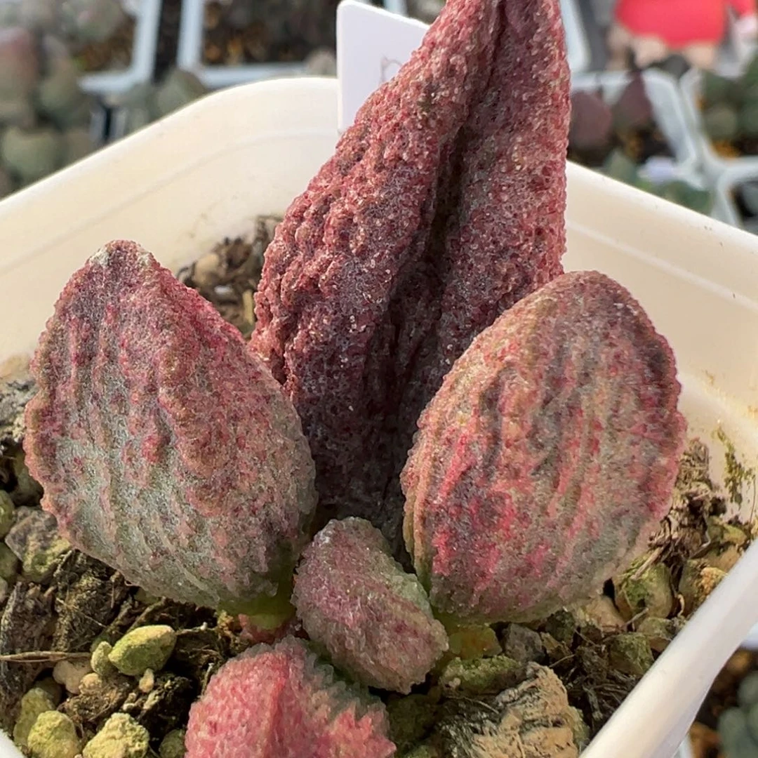 实生新品大苗多肉植物水泡