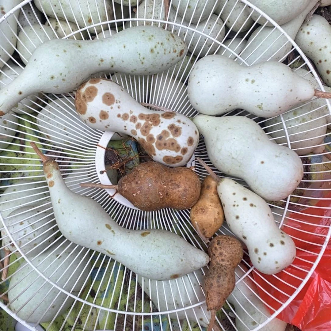 金*轩文玩葫芦天然葫芦