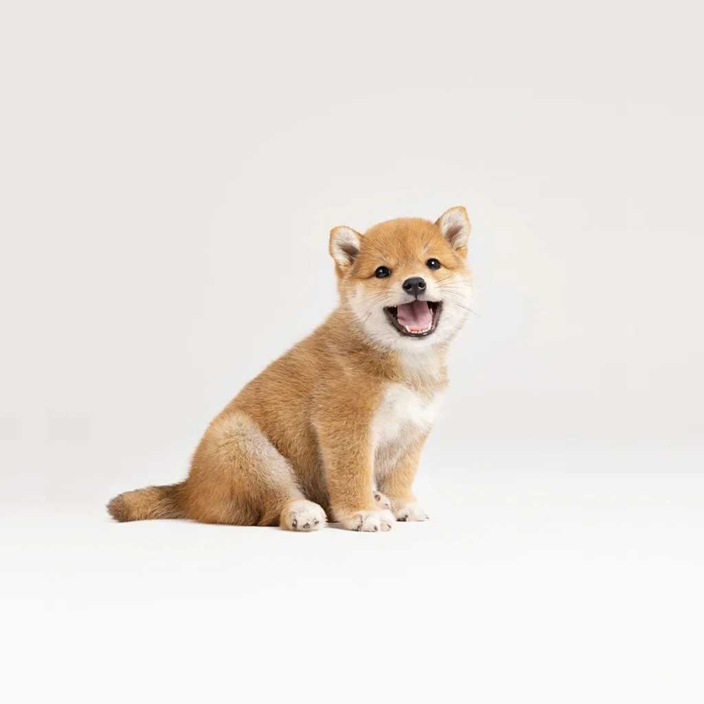【小玉专属】狗狗直播自选犬通用活体链接小狗