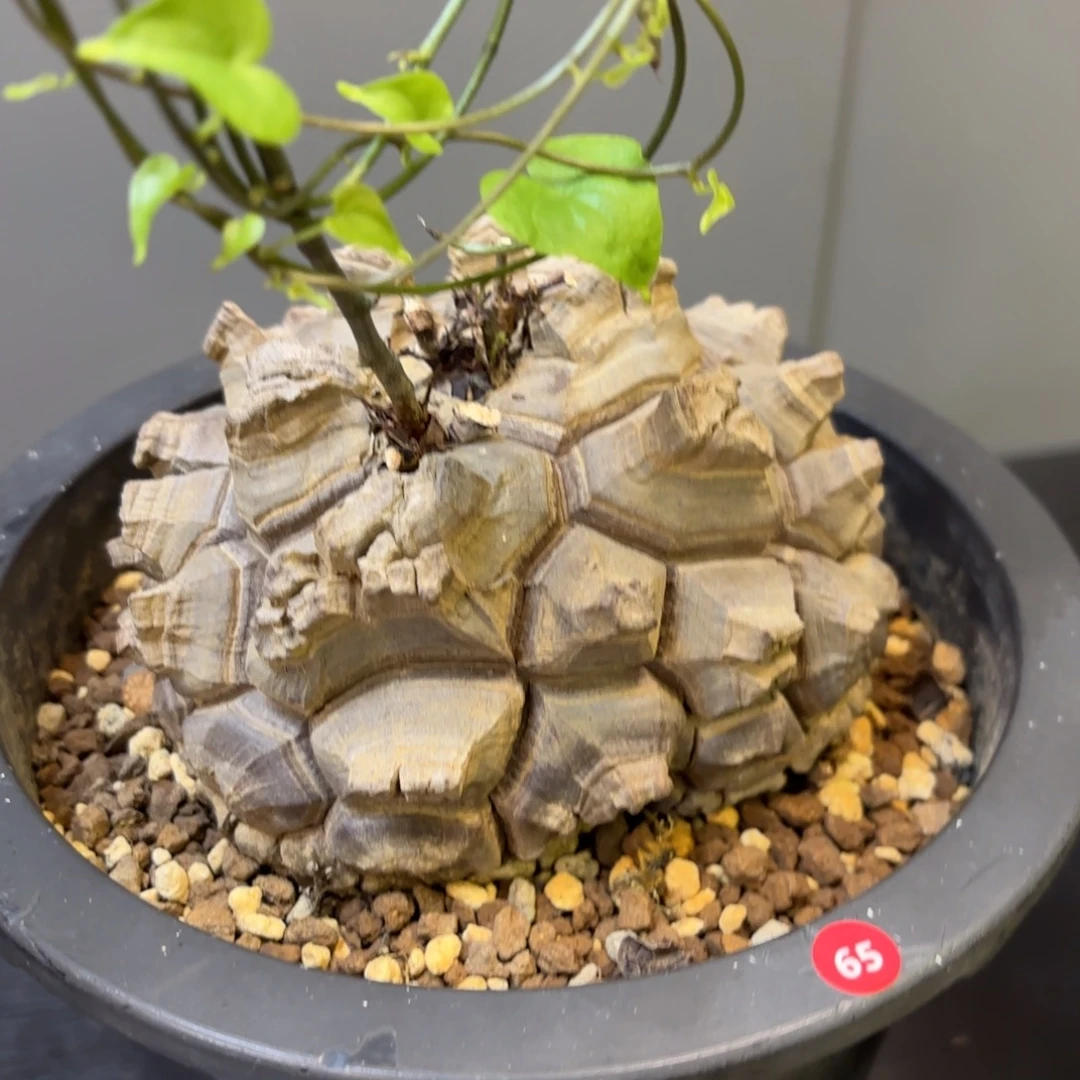 5 号日系南非龟甲龙带盆