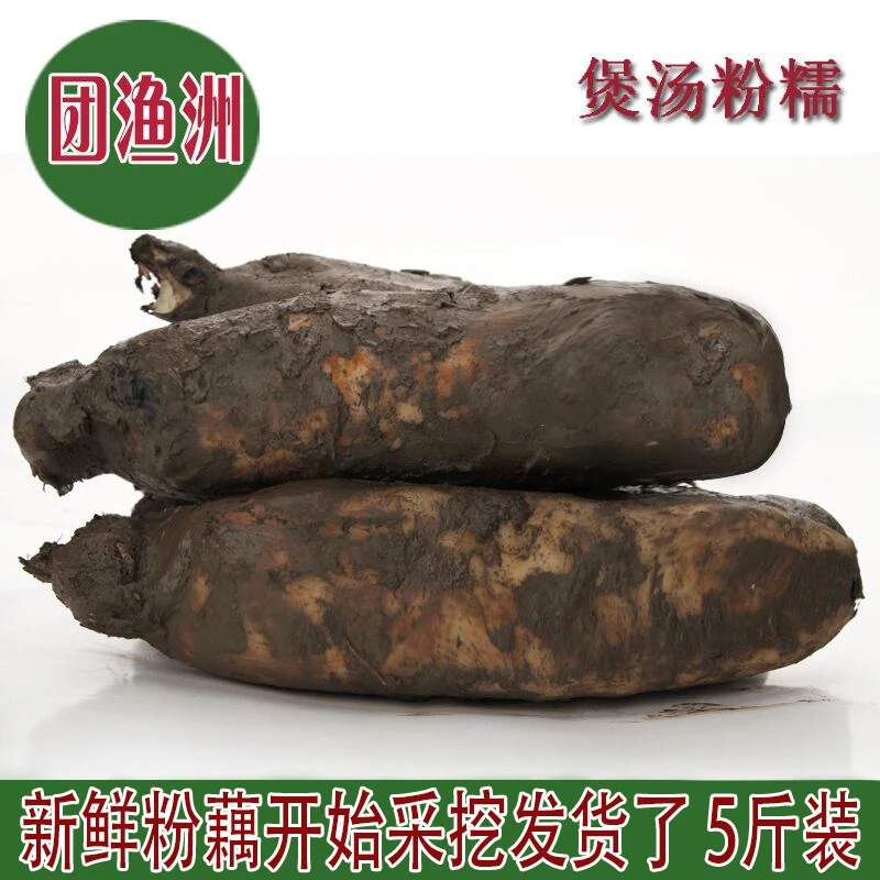 新鲜粉藕洪湖莲藕 煲汤易粉易烂 现挖现卖粉糯藕5斤加冰顺丰包邮