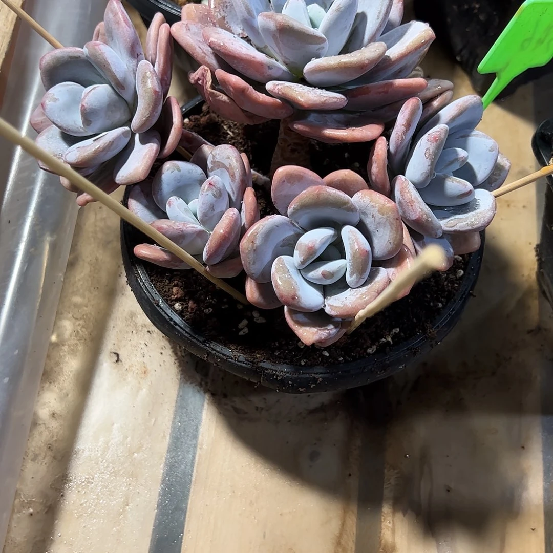叶***桐粉兔老桩多肉植物