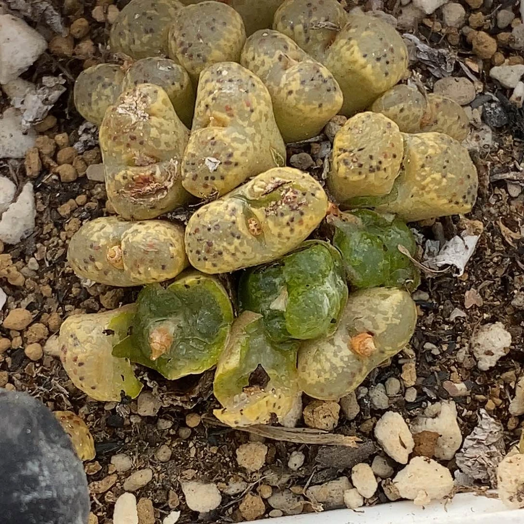 D**肉桃喜花园0310-78勋章