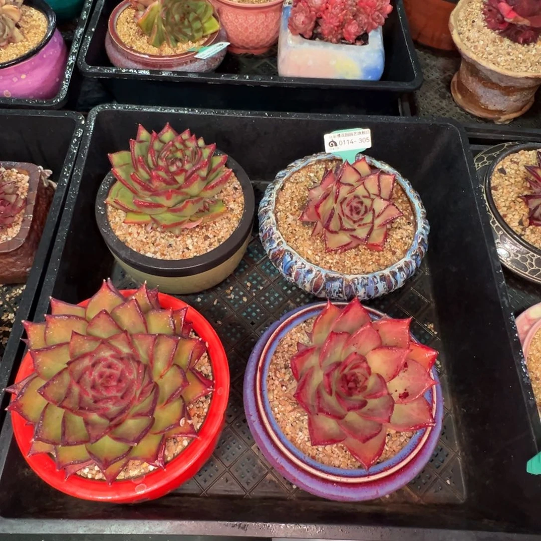 从前慢多肉精选编号0114.305