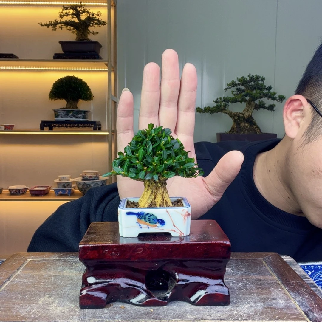 无花朵1111111111111