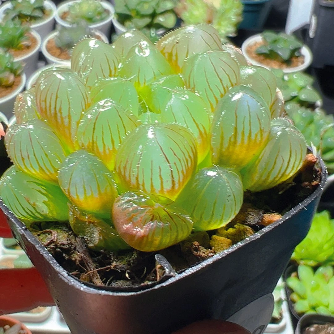 5268玉露多肉植物一颗