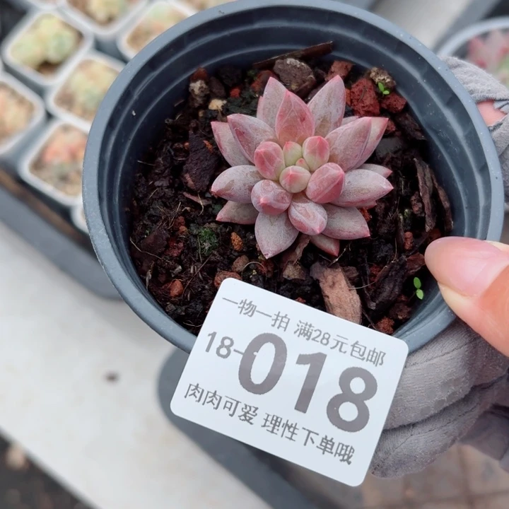 车厘子无盆土发货多肉多