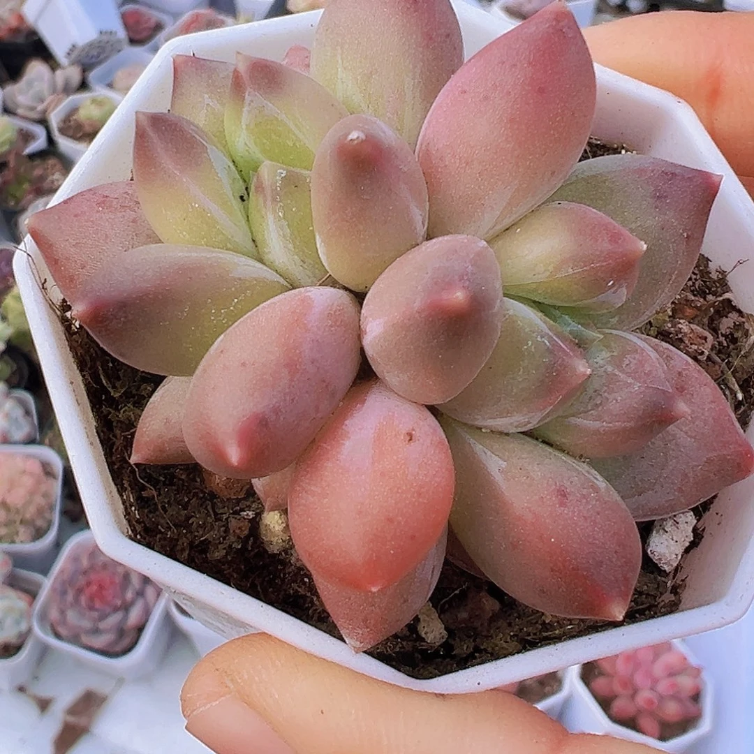 双头重楼19包邮多肉