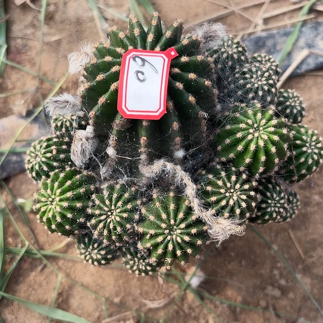 60 瑕疵掉侧牙无售后