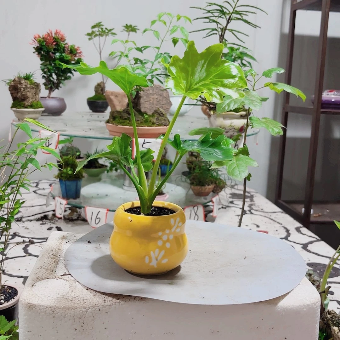 无花朵信**压一物一拍 所见即所得27，换福岗盆