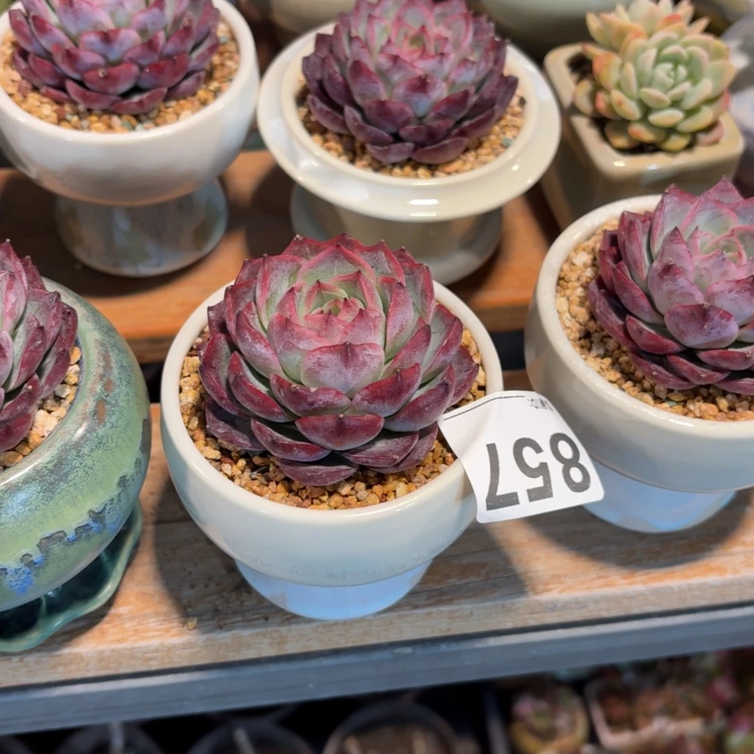 玉****海荷多肉带盆发货857