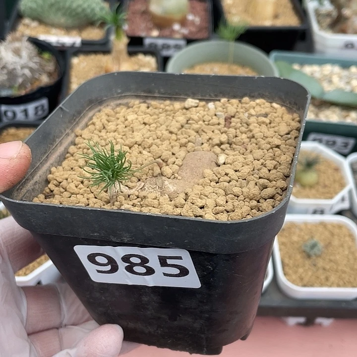 985扫把头雾冰玉，