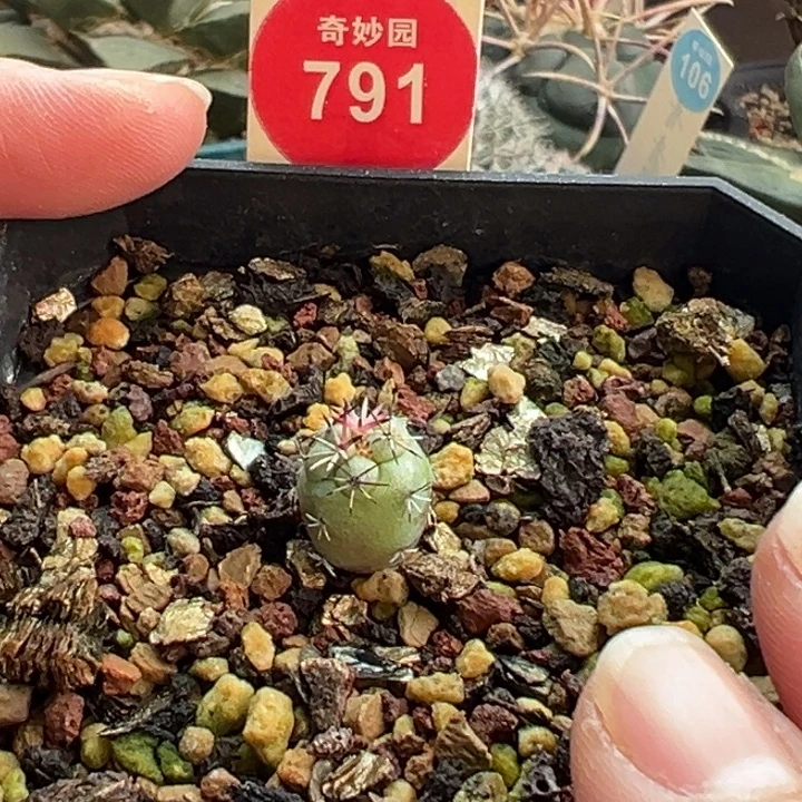 实生大尤帝王丸1cm