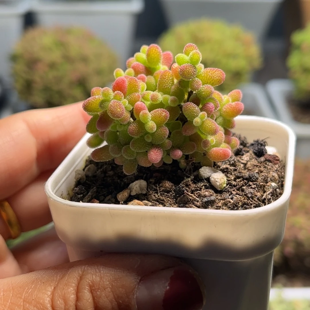 ?****?蜜桔糖球优选枝干