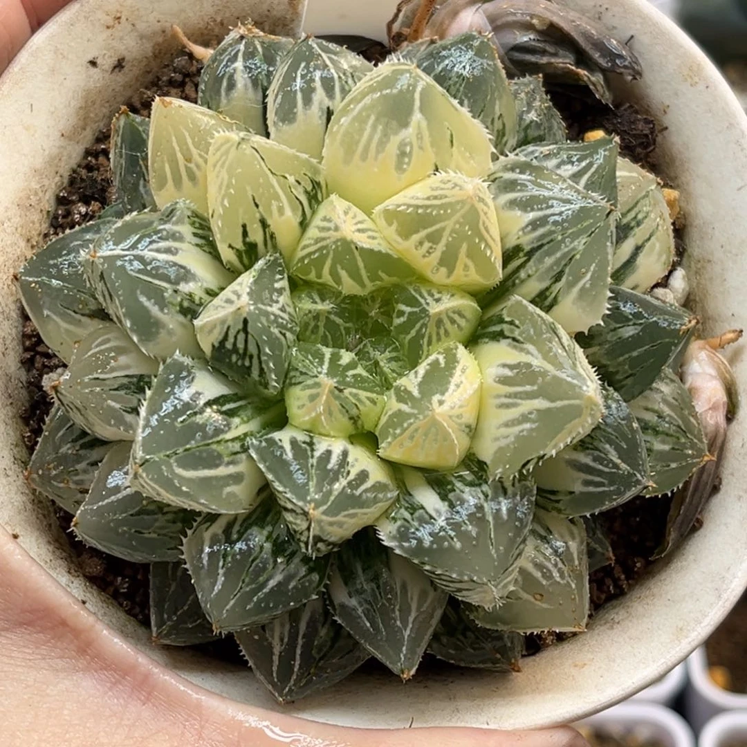 30母本大叶楼兰玉露锦福利专场