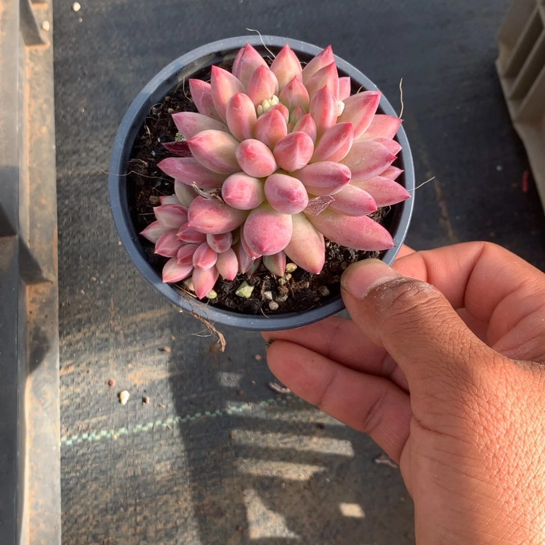清洁的小细节和细腻细节