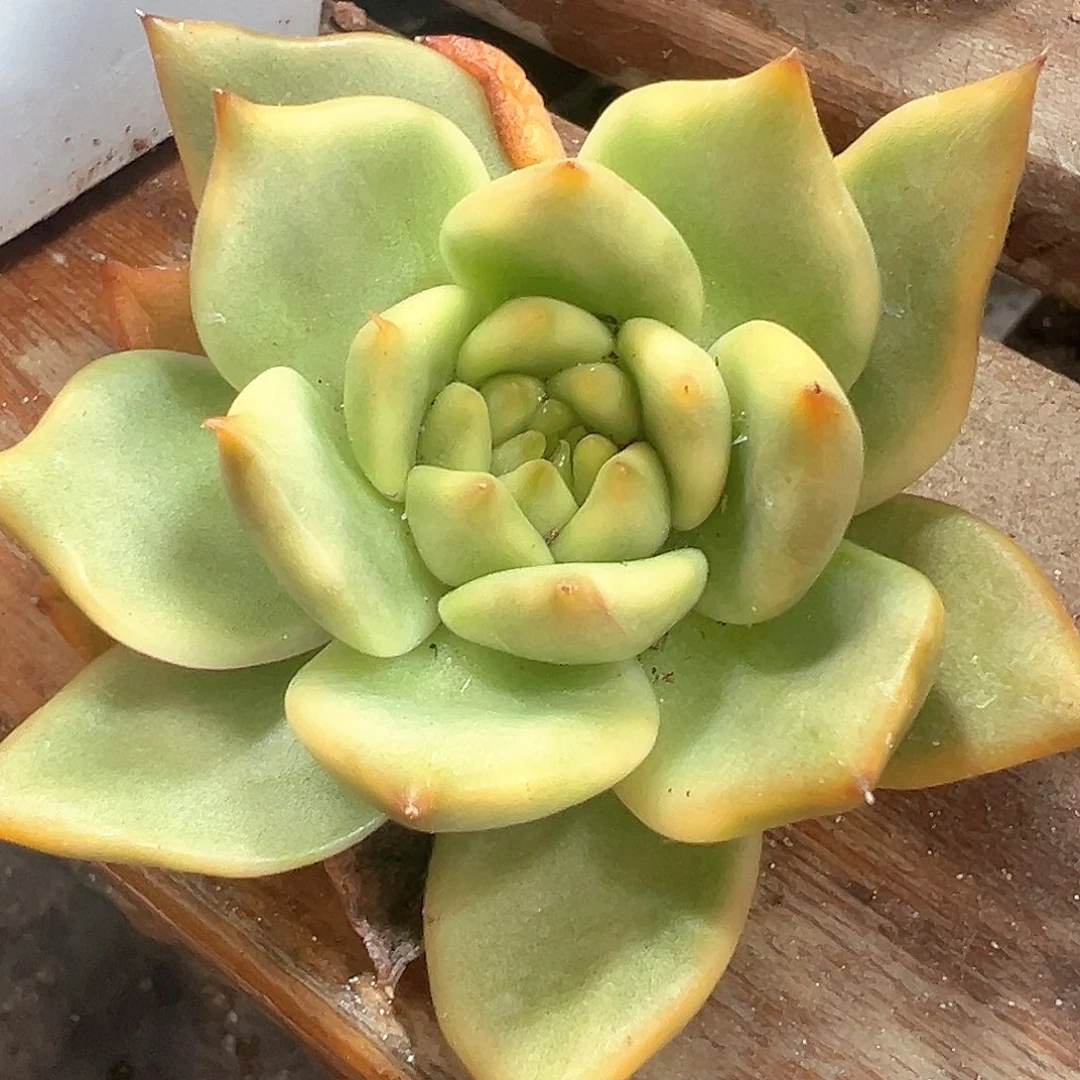 摩根锦 小方花圃一单包邮非偏远！