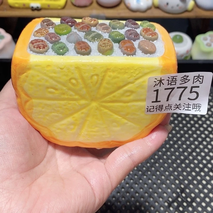 带盆土植物 一物一拍 1775