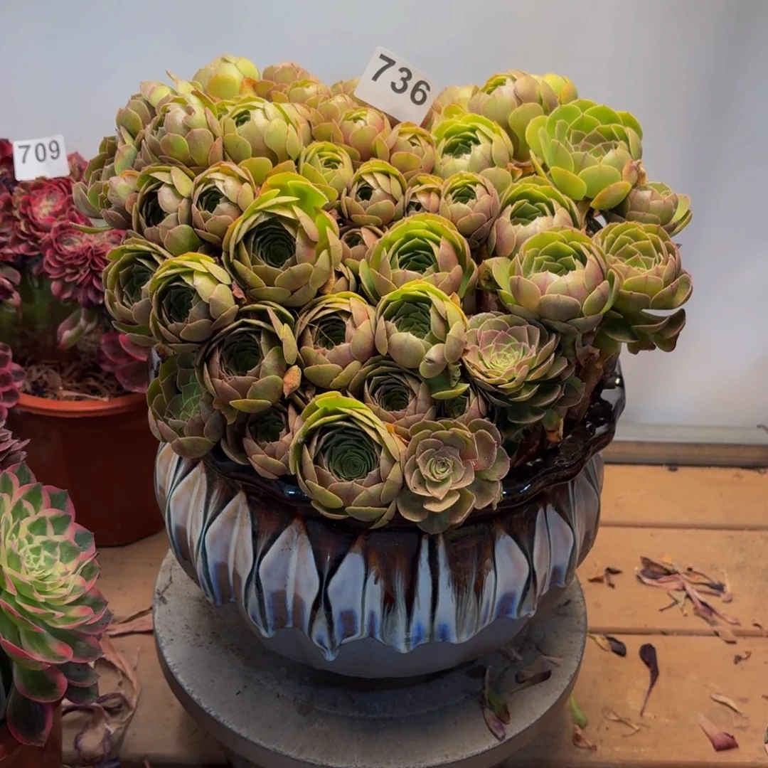 风***#多肉法师万圣节拼盆736