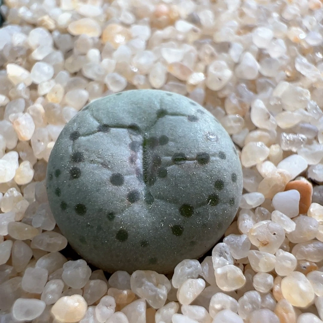 595。优选火龙果安贞