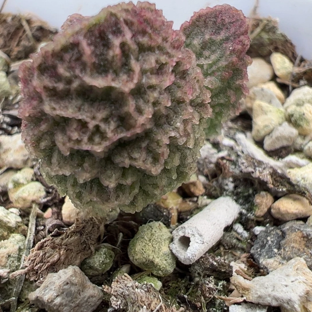 实生新品多肉植物水泡多肉植物