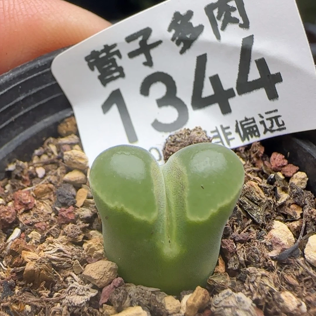 极窗带盆土。