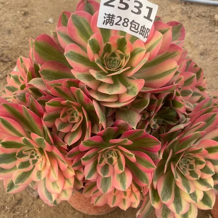 海****谁2531二号棚女巫多肉植物A