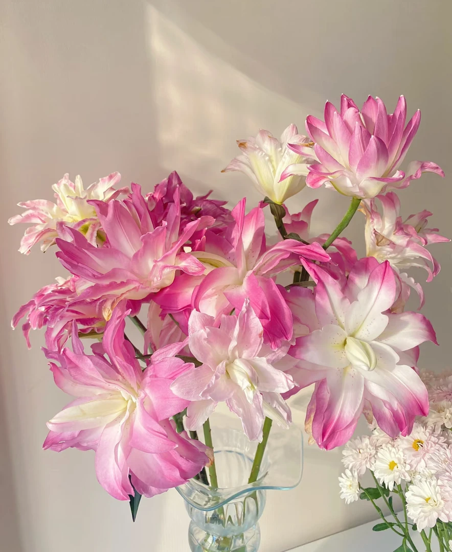 【莲花微风重瓣百合】云南高品质鲜切花 家庭水养百合（不做垃圾花）