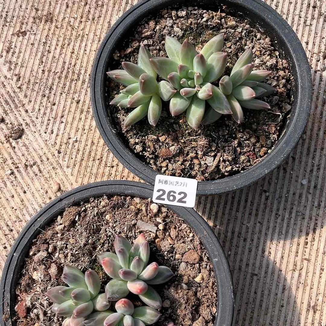 阿雅园艺。         262