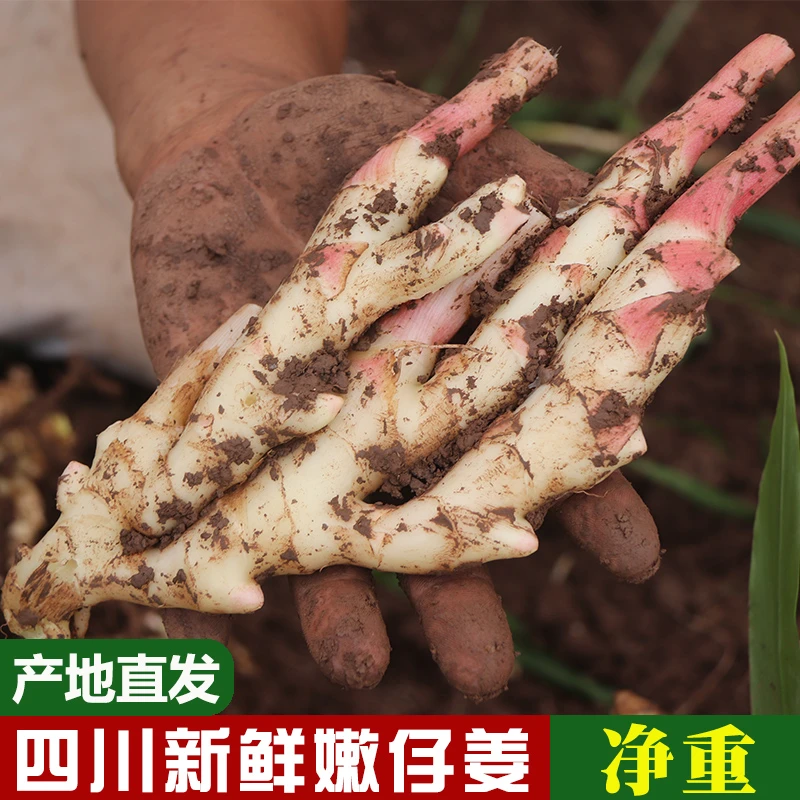 咗酱爷四川新鲜红芽嫩姜仔姜生姜泡菜泡姜原料子姜半/1/2/3/5斤