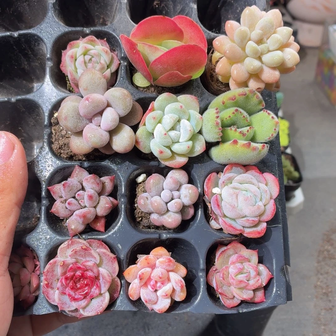 12颗小苗套餐多肉9.9包邮发货