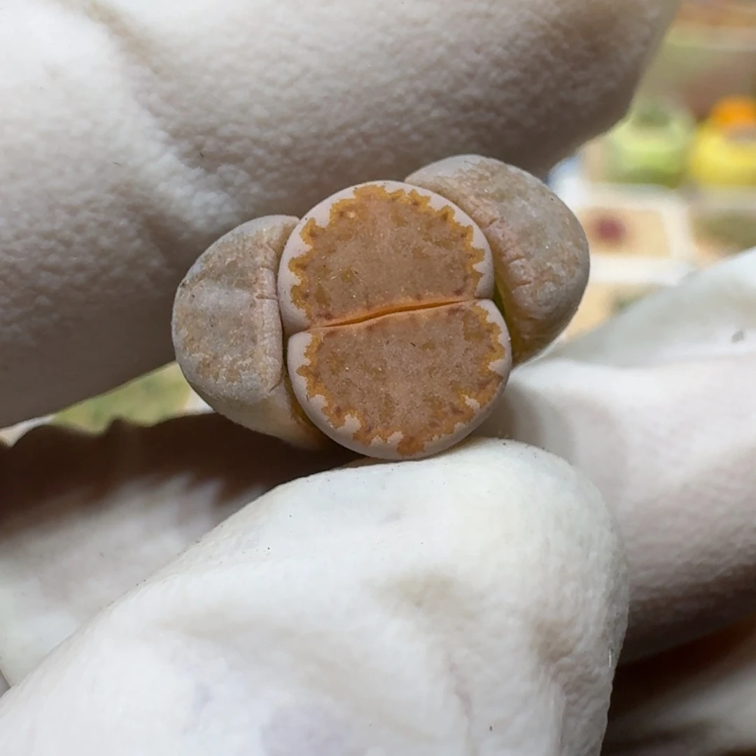 梦*0222-58饼干编号218