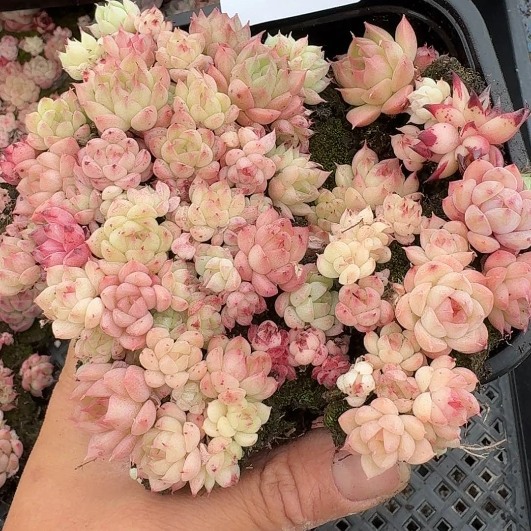 杂交新品珍妮多肉1965