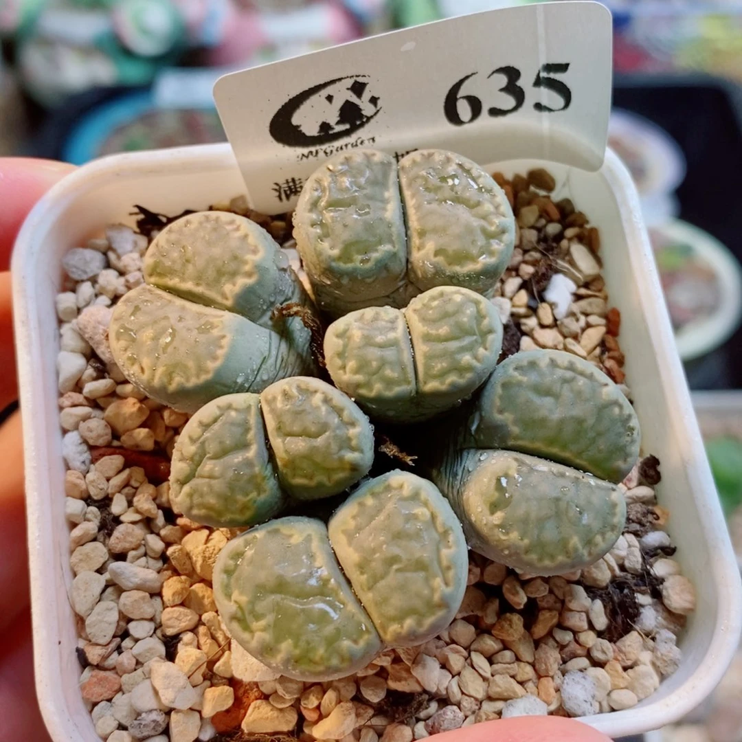 生石花花花花开了635