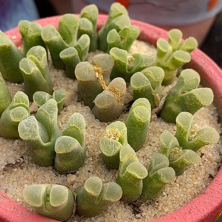 双头佛肚风铃一颗