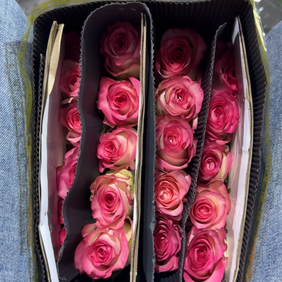 艾莎2扎包邮秒杀价