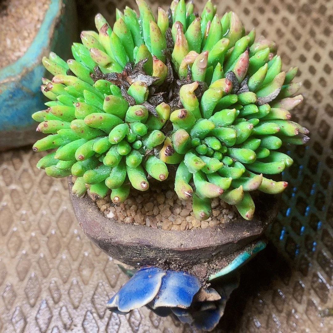 1284绿菊杂交仙女杯