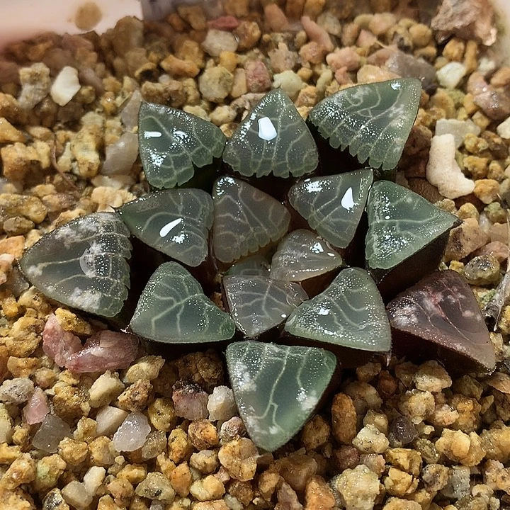 61号实生克一物一拍