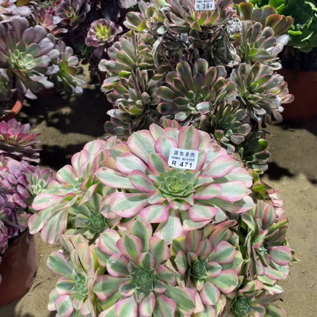 471雨荷多肉法师断枝不包