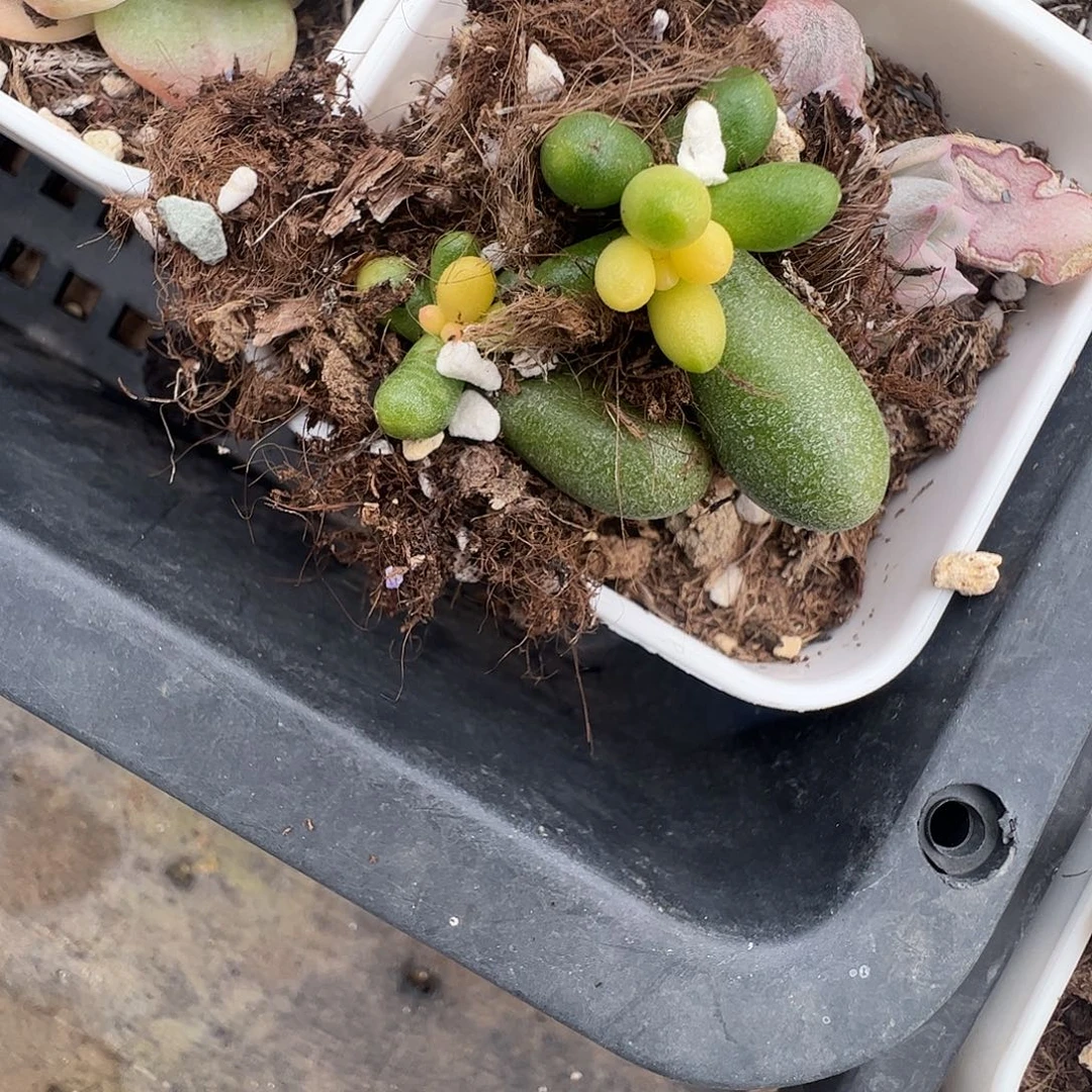 一***坏多肉植物多肉植物