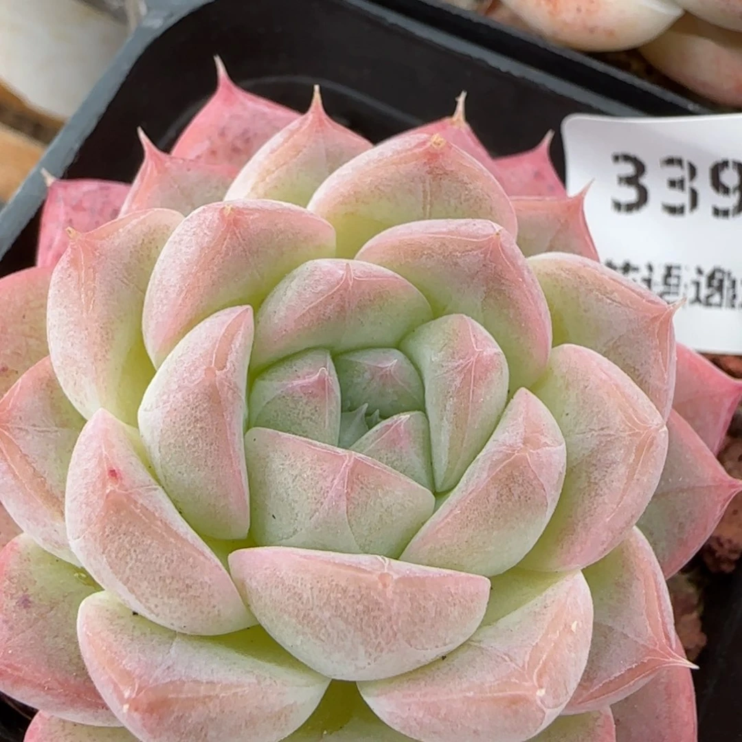 花语逸镜0214-339