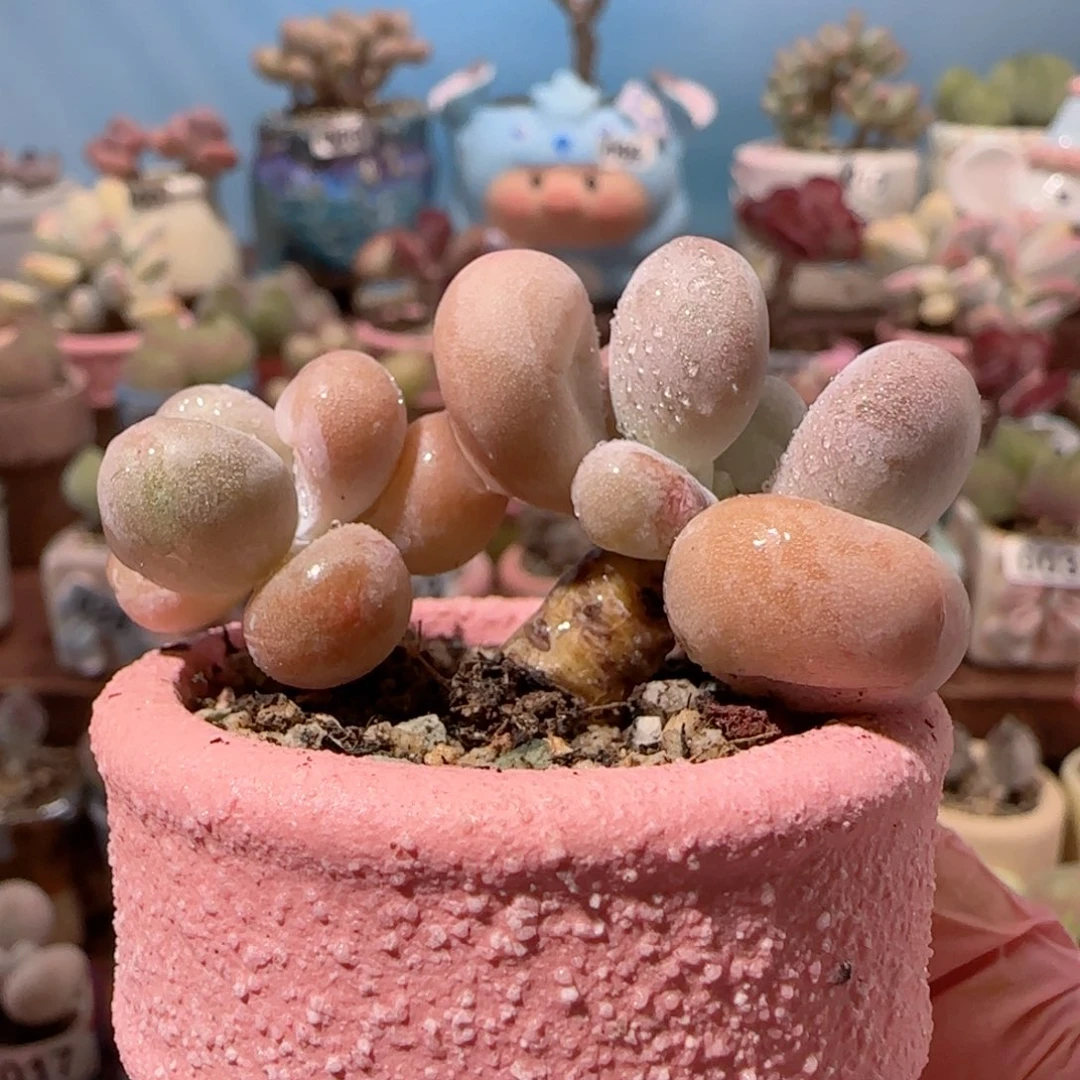 双头蛋黄奶 盆口4cm