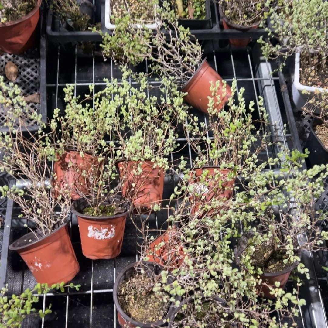 糖球白虎斑锦90杯老桩福利