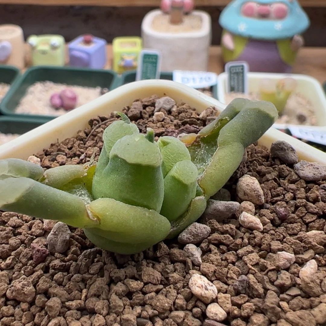 224青蛙优选2151恶魔角