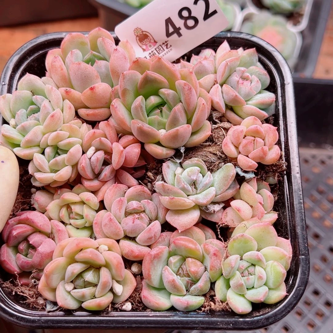 多肉植物多肉植物