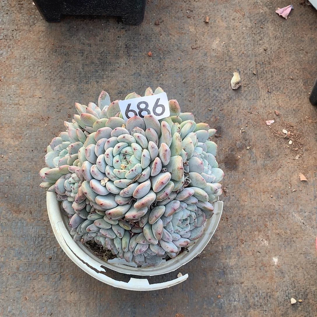 686雪爪一物一拍多肉