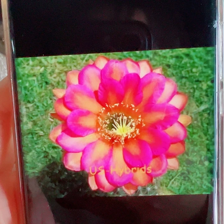 毛花柱克一布侧芽拍一发二